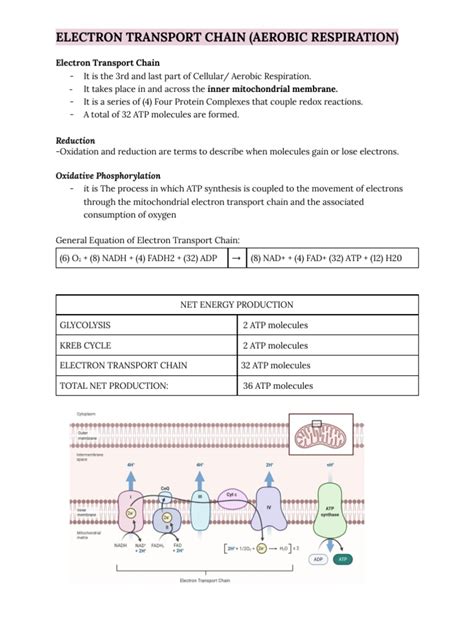 Electron Transport Chain | PDF | Electron Transport Chain | Cellular ...