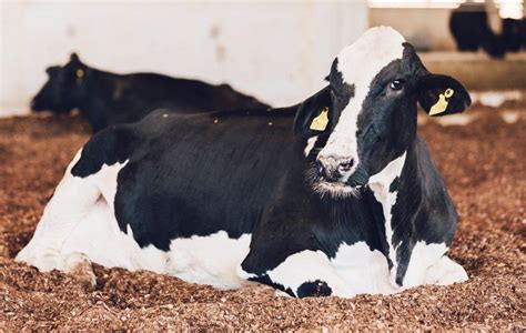 Per Odo De Transi O De Vacas Leiteiras Como Fazer Um Bom Manejo Pr