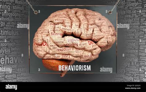 Behaviorism In Human Brain Dozens Of Important Terms Describing