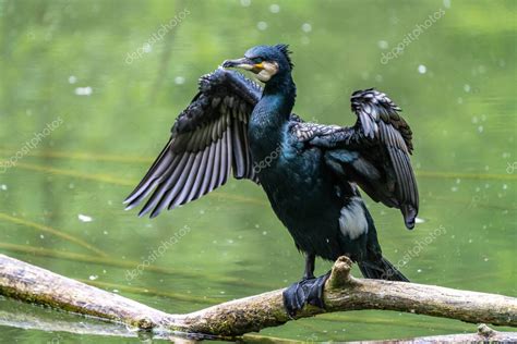 El gran cormorán Phalacrocorax carbo conocido como el gran cormorán