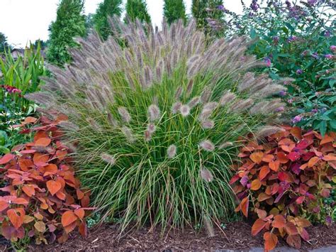 How To Cut Back Ornamental Grasses Craftsmumship