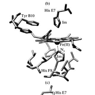 Structure of soybean leghemoglobin а (PDB 1BIN) (a) and the active site... | Download Scientific ...