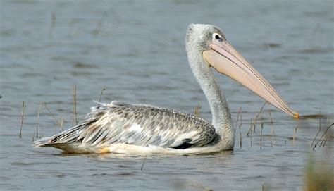 Pink-backed Pelican