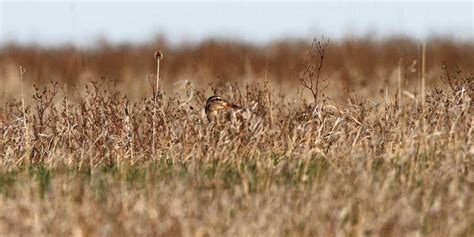 Understanding Waterfowl: Duck Nesting Ecology | Ducks Unlimited