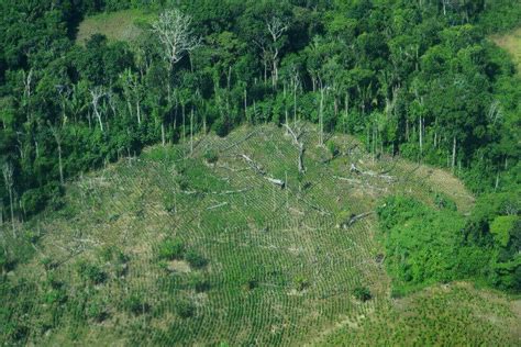 En discusión Por la tala y el uso del suelo los bosques tropicales