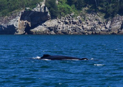 Alaska Whale Watching Guide: Best Time and Place to See Whales - Andrea ...