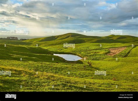 Green landscape in New Zealand Stock Photo - Alamy