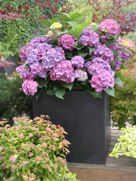 Caring Tips For Potted Hydrangea Plants Growing Hydrangeas Planting