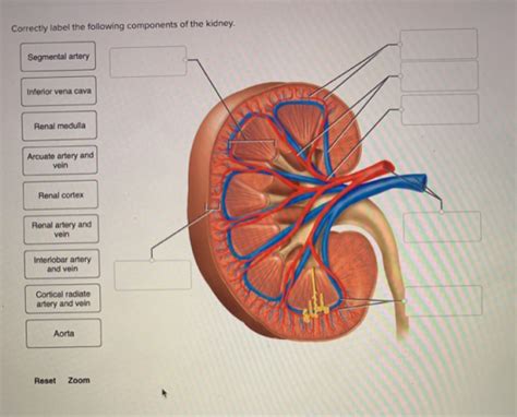 correctly label   components   kidney segmental