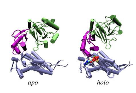 2 Apo And Holo Subunits Of Groel Snapshot From Molecular Dynamics Download Scientific Diagram