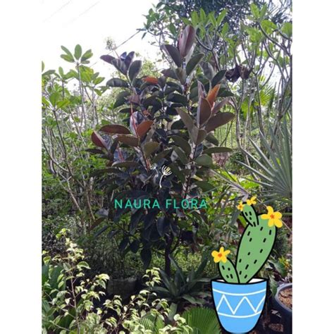 Jual Superrr Tanaman Hias Rubber Plant Karet Kebo Merah Ficus Elastica