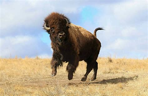 Buffalo Bluff Charge By Joe Tieszen Wildlife Photos Animals Wild