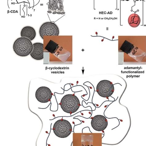 Formation Of A Supramolecular Hydrogel Using Amphiphilic β Cyclodextrin