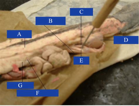 Necturus Myology Flashcards Quizlet