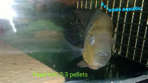 How To Cure Cloud Eye Disease For Your Flowerhorn Youtube