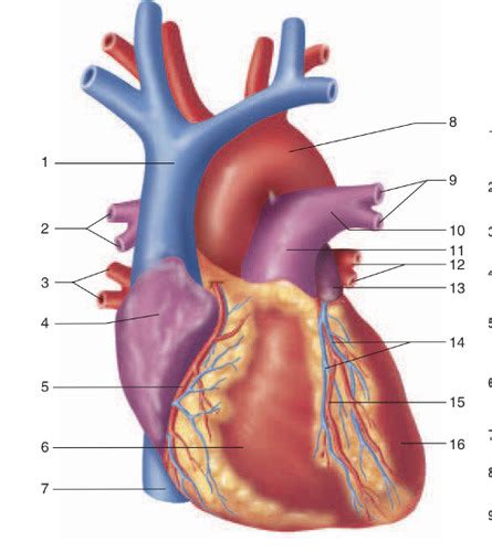 Anatomy Of The Heart Lab Flashcards Quizlet