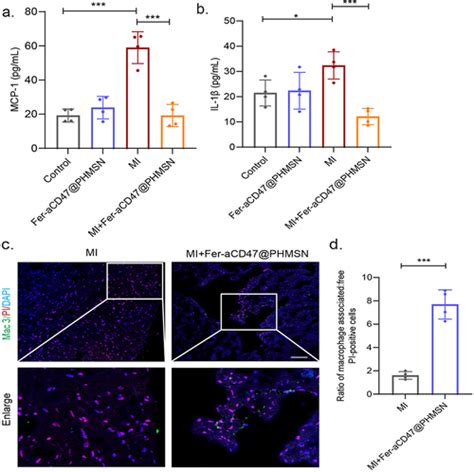 Full Article A Biomimetic Nanocarrier Strategy Targets Ferroptosis And Efferocytosis During