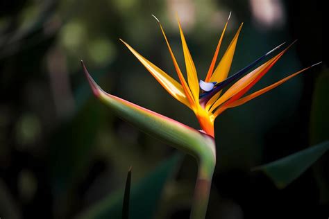 Bird Of Paradise Flower Stock Photos, Images and Backgrounds for Free Download