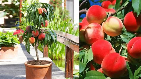 Easy Guide To Growing Peach Trees In Pots At Home