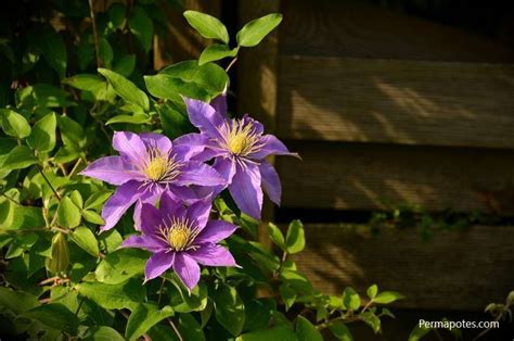 Id E Jardin Petits Arbustes Aux Fleurs Mauves Planter Au Jardin