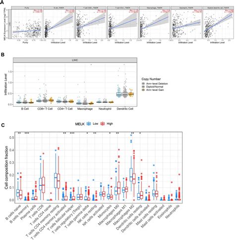 Frontiers Comprehensive Analyses Of Melk Associated Cerna Networks