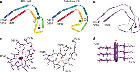 Comparison Of The Cte And Alzheimer Tau Filament Folds A Schematic Of