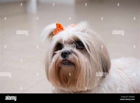 Lhasa Apso Dog Hi Res Stock Photography And Images Alamy