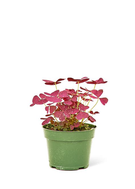 False Shamrock, Small – Blackwater Nursery