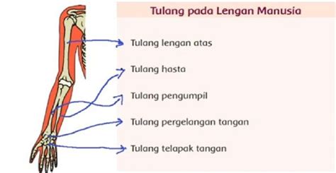 Jenis Jenis Tulang Manusia Fungsi Dan Kegunaanya Ada Tulang Hasta