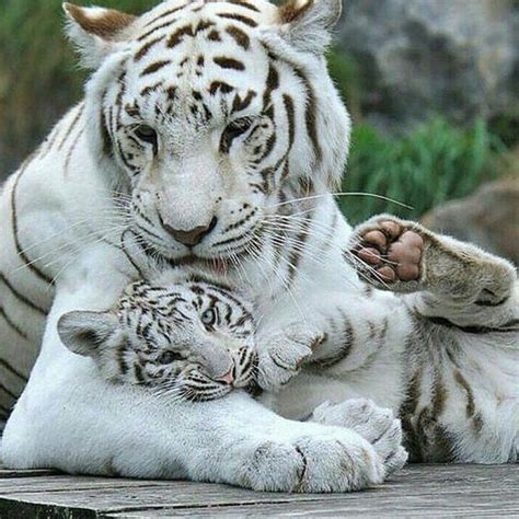 IgTigers On Instagram Tag A Friend Check Out This Tiger Mom Her