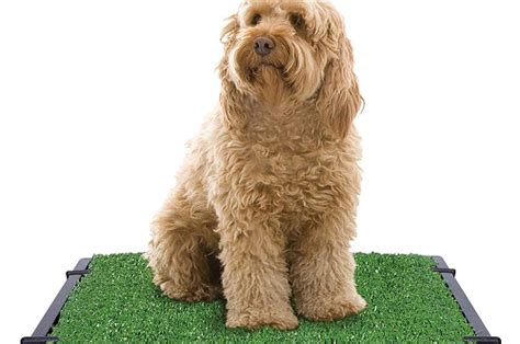 Best Grass For Dogs Good Backyard Lawn Vs Indoor Dog Potty