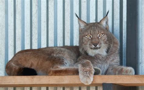 Desert lynx — Stock Photo © Meoita #3086624