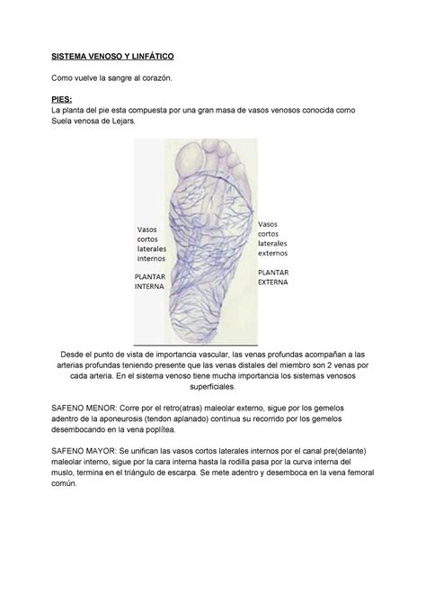 Sistema Venoso Y Linfático SISTEMA VENOSO Y LINFÁTICO Como vuelve la