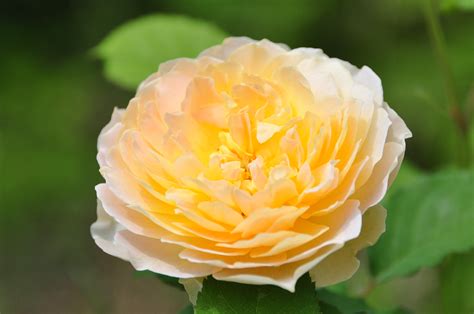 Роза Молинью Фото И Описание – Telegraph