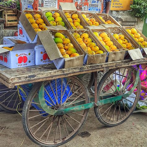 mumbai daily  hapoos mango