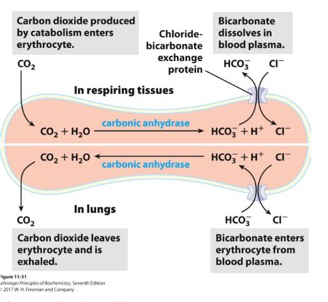 Biochem Lecture 24 Hemoglobin Binding And Affinity Allosteric