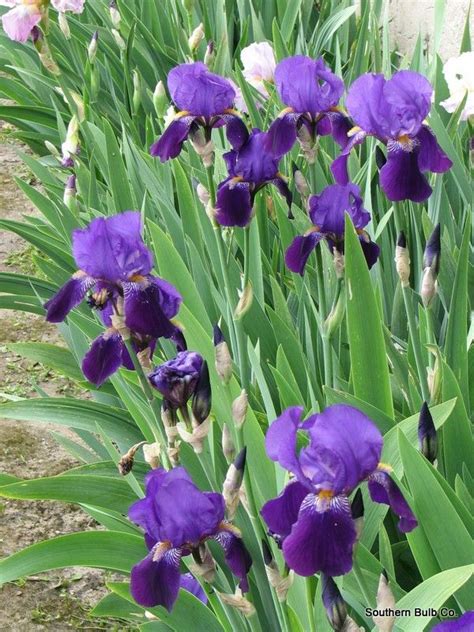 Image Result For Purple Bearded Iris Iris Flowers Iris Garden