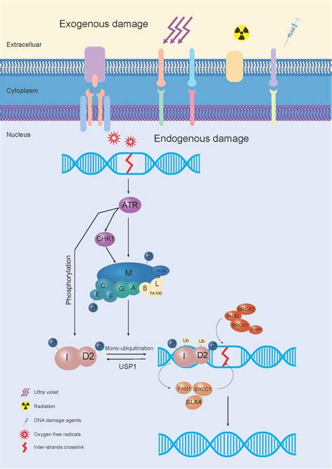 Brca Dna Repair By