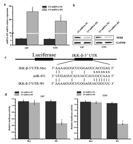 Full Article Mirna Regulates The Nf B Signaling Pathway By