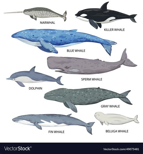 Big set of whale species poster with various Vector Image