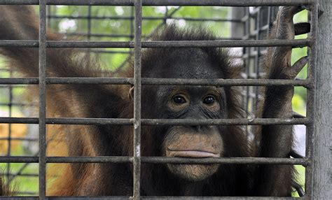 The Orangutan Project Calls for Urgent Assistance to Protect Critically ...