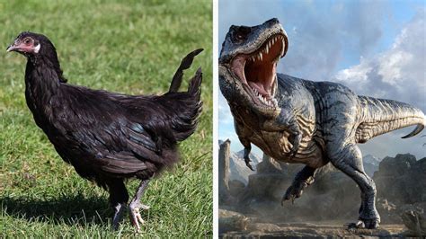 Is It Possible To Recreate Dinosaurs From Chicken Dna