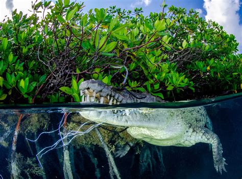 35 Heart Touching Winning Photos Of Mangrove Photography