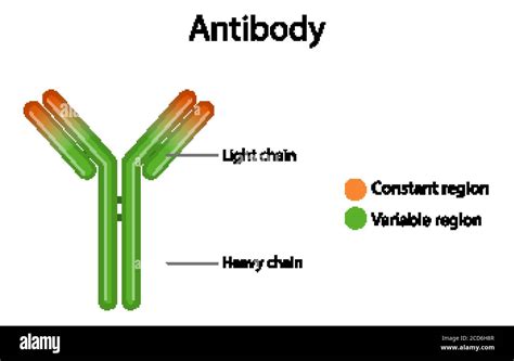 Antibody Structure Diagram On White Background Illustration Stock