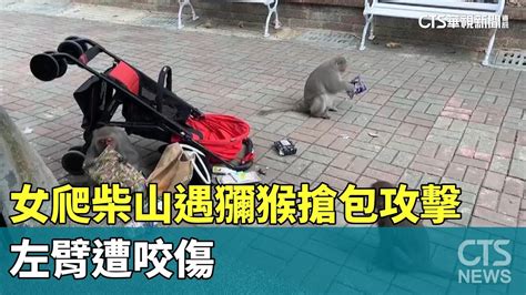 女爬柴山遇獼猴搶包攻擊 左臂遭咬傷｜華視新聞 20231011 Youtube