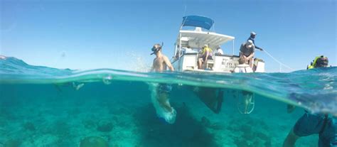 Blog, Snorkel the Buck Island Reef Underwater Trail | GoToStCroix.com ...