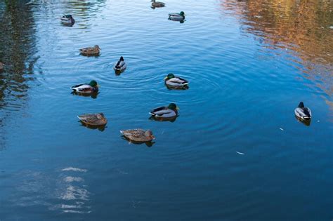 Una Bandada De Patos Salvajes En El Lago Una Bandada De Patos En El