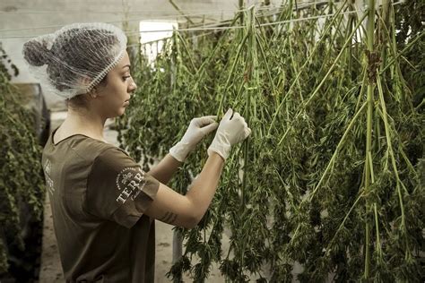 ¿en Qué Consiste La Legalización De La Marihuana En México