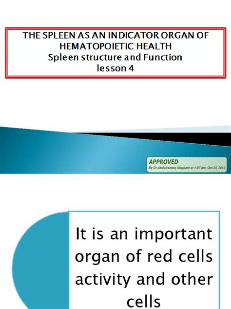 Lesson 4the Spleen Function And Structure Pdf