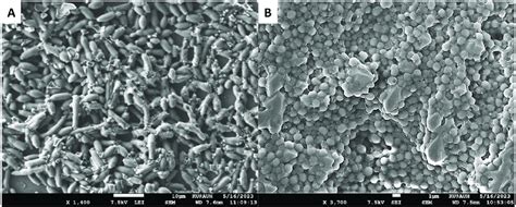 In Vitro C Albicans Biofilm Formation For 24 Hours At 30˚c A And Download Scientific